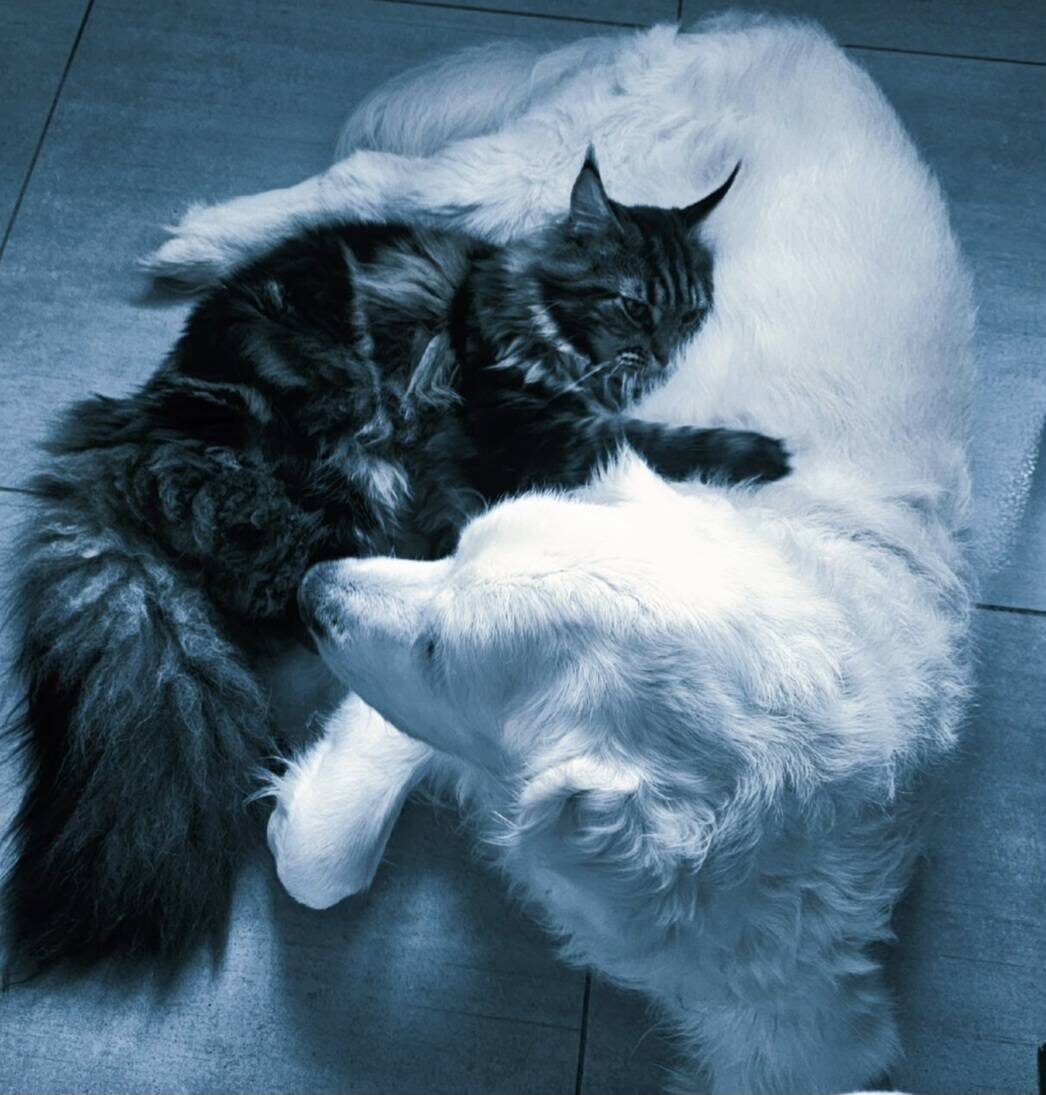 Temoignages-petsitter