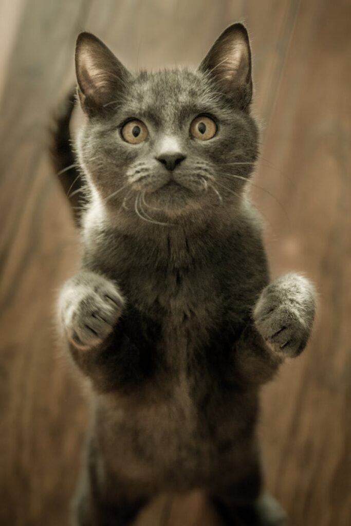 pexels-photo-774731-774731 A cute gray cat playfully standing on its hind legs on a wooden floor indoors.