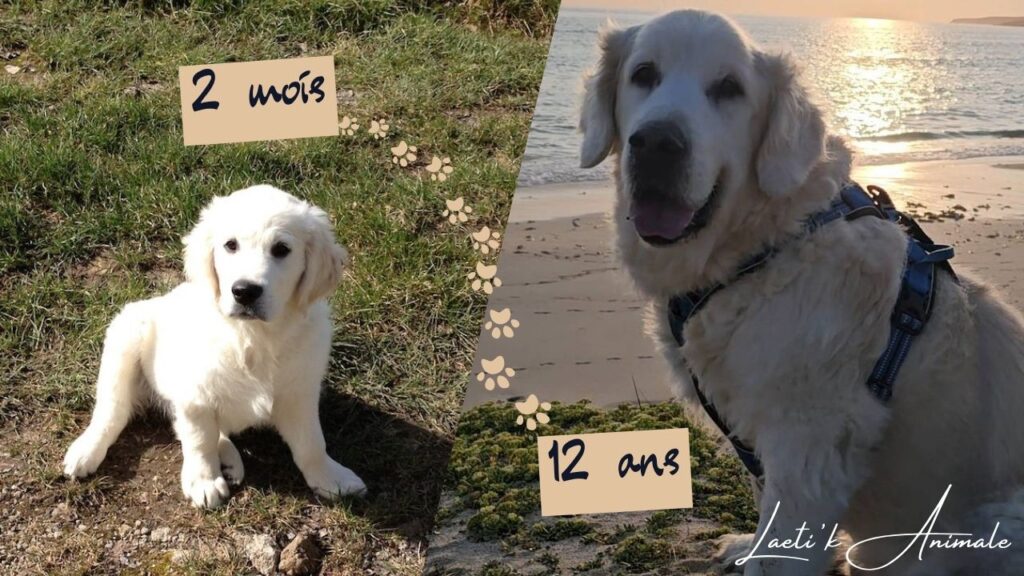 1 Golden-chiot-adulte