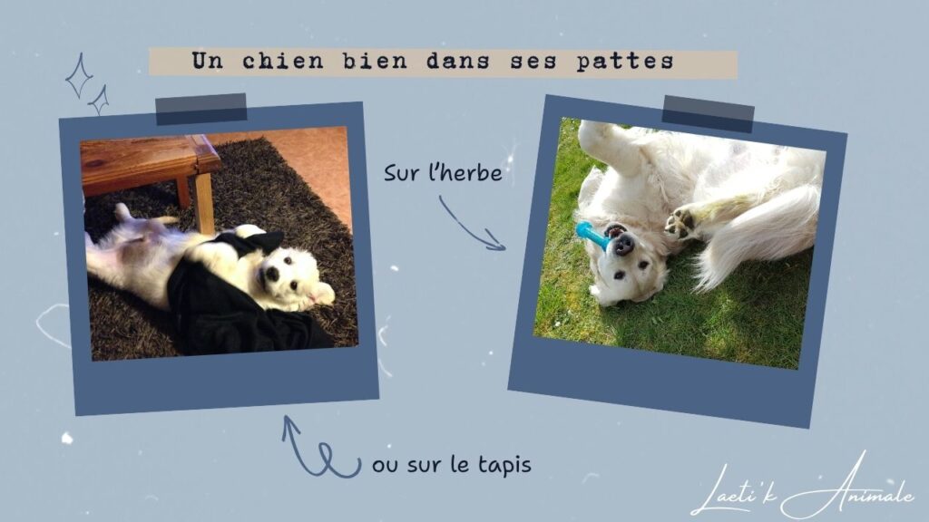 chien-education-golden-retriever