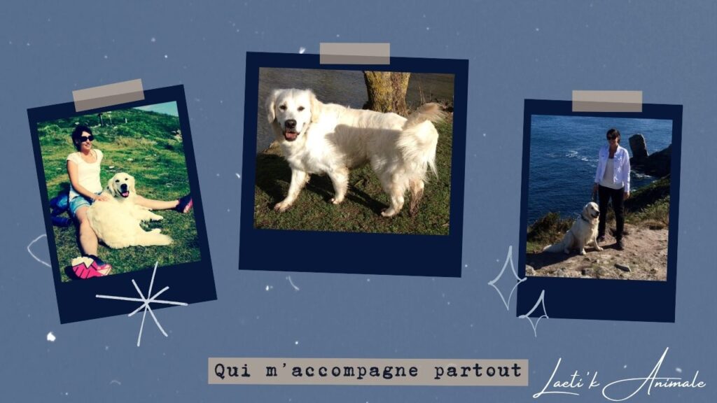 golden-voyage-chien-education