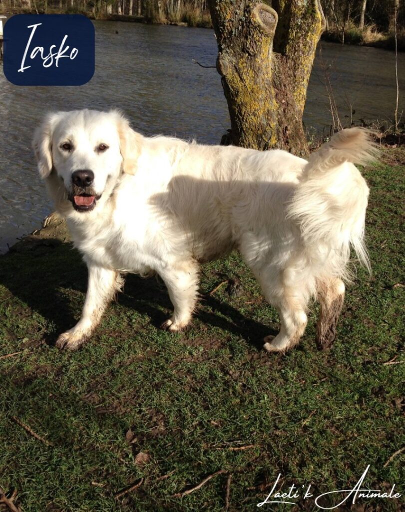 iasko tribu des poilus laetikanimale golden retriever - tribu des poilus - laetikanimale