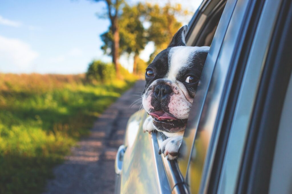 dog, pet, car window, drive, road trip, animal, bulldog, canine, car, window, portrait, nature, car wallpapers, mammal, dog portrait