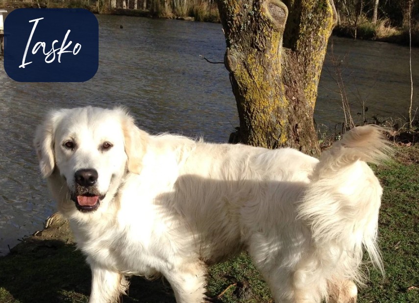 iasko tribu des poilus latikanimale