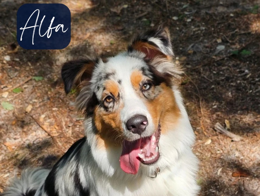 Alfa-tribu des poilus-laetikanimale-berger-australien