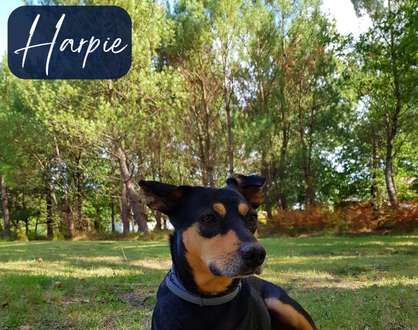 Harpie_tribudespoilus_laetikanimale