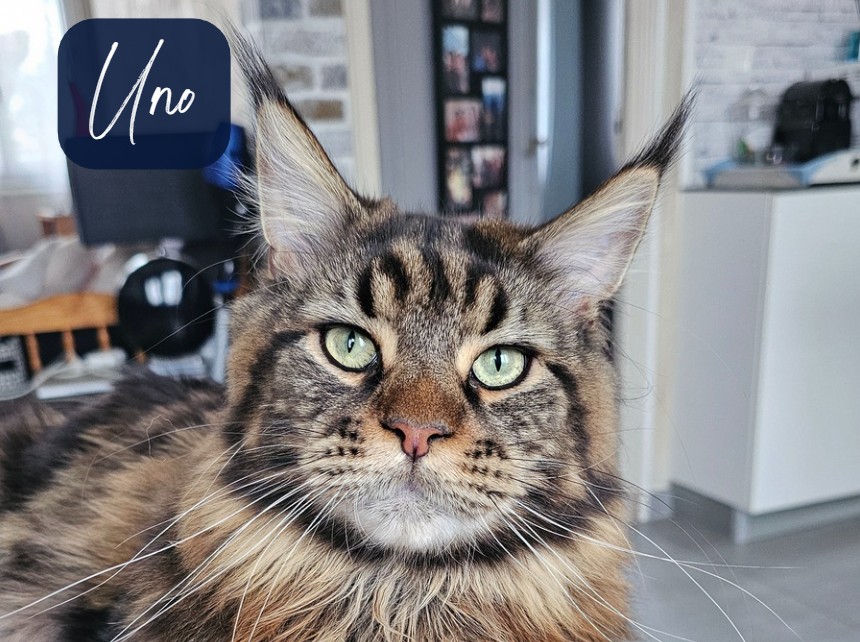 Maine coon-uno