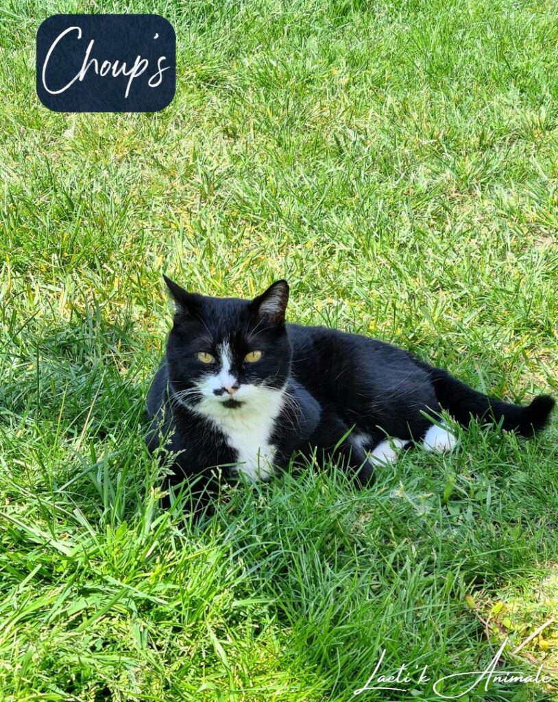 Choups Chat europeen-laetikanimale-petsitter