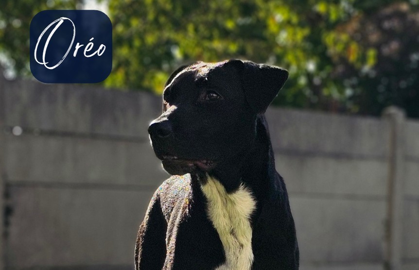 Berger creole_oreo_laetikanimale