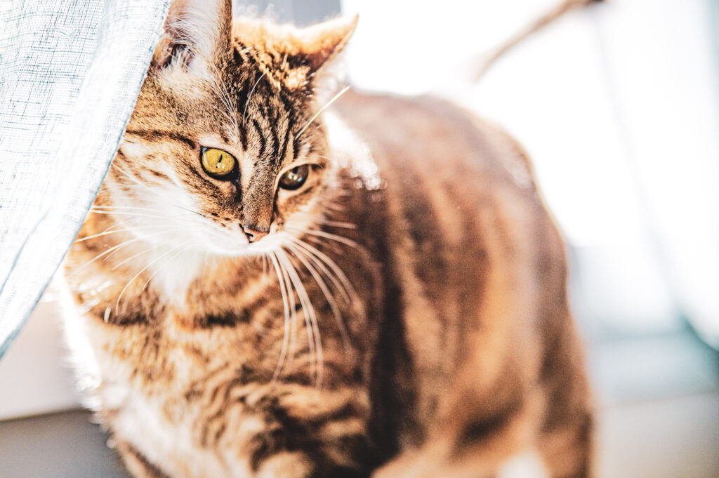 Photographe-chats-Bourges