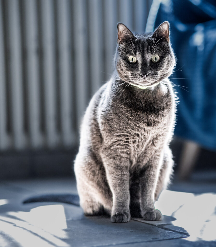 Photographe-chats-Chateauroux