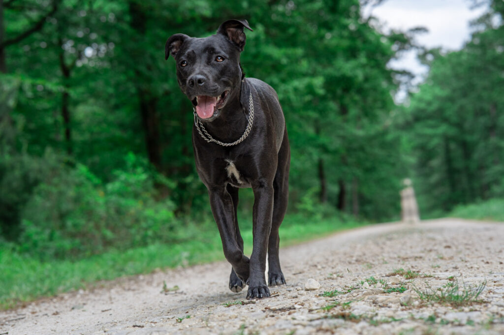 Photographe-chiens-cher