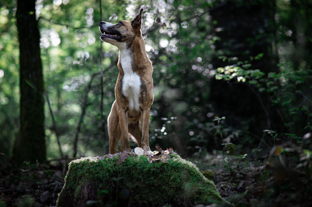 Photographe-chiens-issoudun