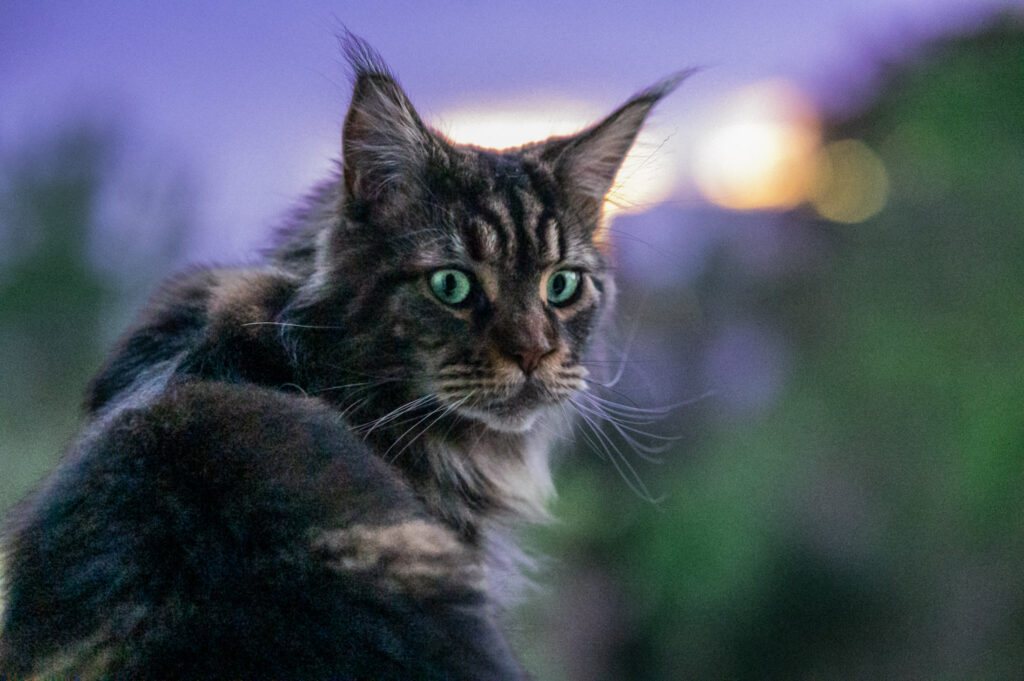 Photographe-chats-maine coon-vierzon