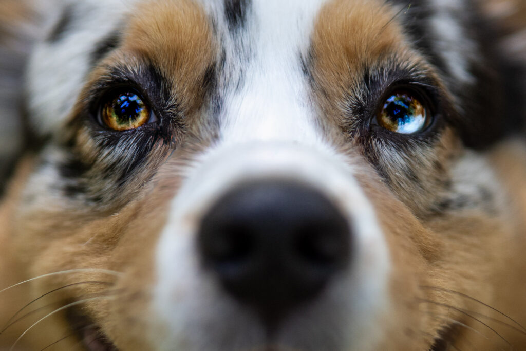 Photographe-chiens-cher