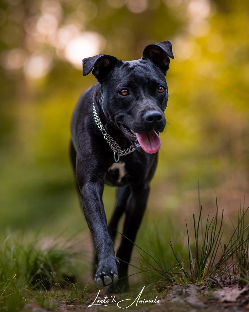 Ava post traitement Photographie chien en fôret de Vierzon