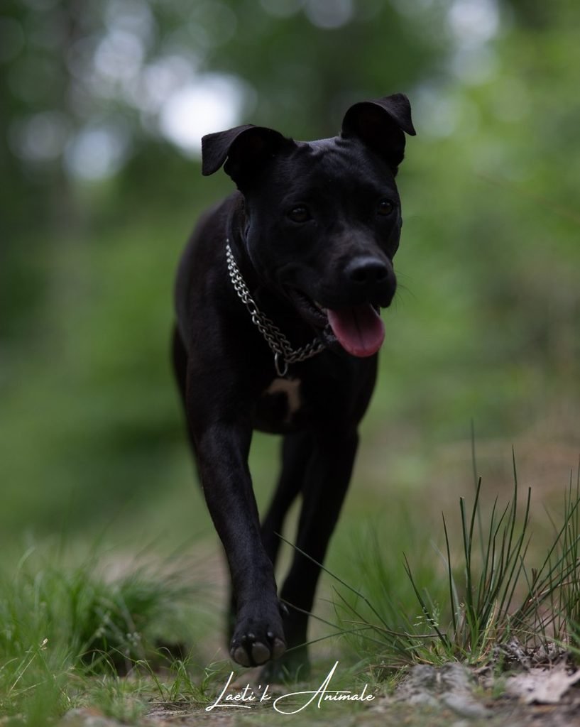 Ava raw_LA Photographie chien en fôret de Vierzon